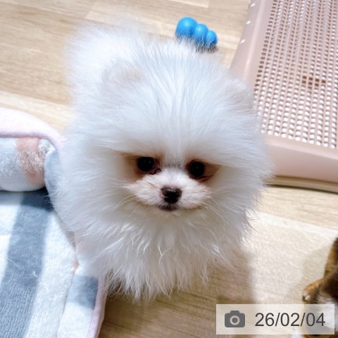 ポメラニアンの写真