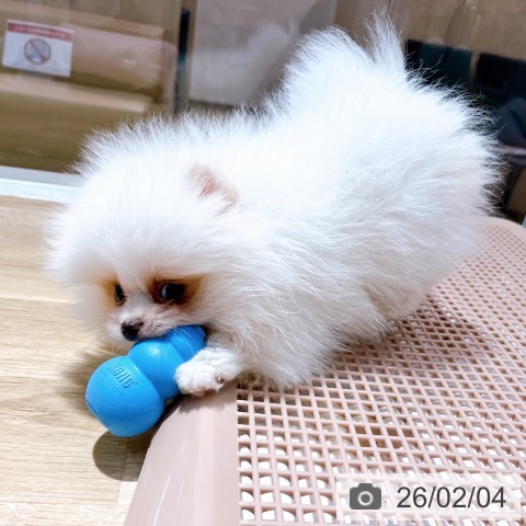 ポメラニアンの写真