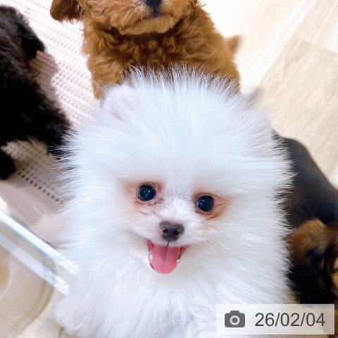 ポメラニアンの写真