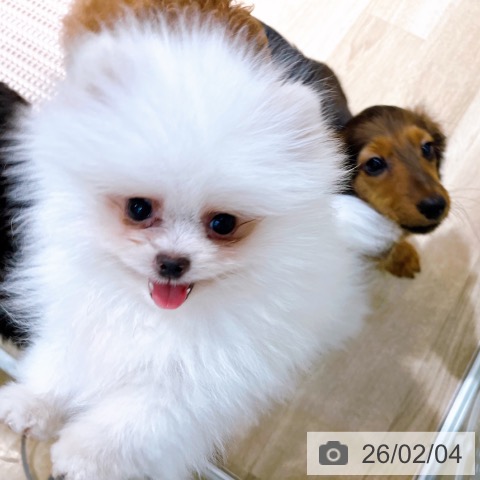 ポメラニアンの写真