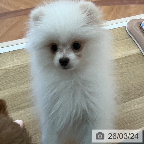 兵庫県のポメラニアン (ペットプラス 姫路大津店/2025年11月16日生まれ/男の子/クリーム)の子犬の4枚目の画像