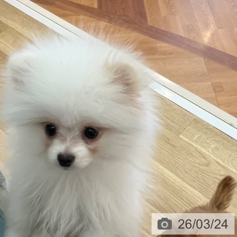 兵庫県のポメラニアン (ペットプラス 姫路大津店/2025年11月16日生まれ/男の子/クリーム)の子犬の3枚目の画像