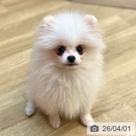 兵庫県のポメラニアン (ペットプラス 姫路大津店/2025年11月16日生まれ/男の子/クリーム)の子犬の4枚目の画像
