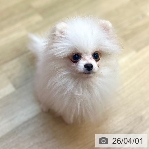 兵庫県のポメラニアン (ペットプラス 姫路大津店/2025年11月16日生まれ/男の子/クリーム)の子犬の3枚目の画像