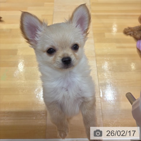 奈良県のチワワ(ロング) (ペットプラス 大和郡山店/2025年12月1日生まれ/男の子/クリームホワイト)の子犬の4枚目の画像