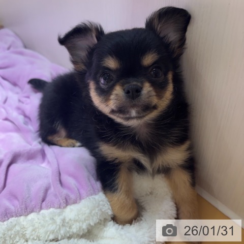 奈良県のチワワ(ロング) (ペットプラス 大和郡山店/2025年12月1日生まれ/女の子/ブラックタン)の子犬の3枚目の画像