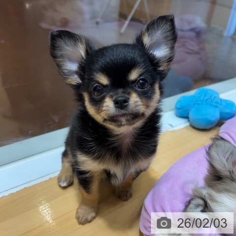 奈良県のチワワ(ロング) (ペットプラス 大和郡山店/2025年12月1日生まれ/女の子/ブラックタン)の子犬の3枚目の画像