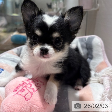 兵庫県のチワワ(ロング) (ペットプラス 神戸三宮店/2025年12月1日生まれ/女の子/ブラックタンホワイト)の子犬の4枚目の画像