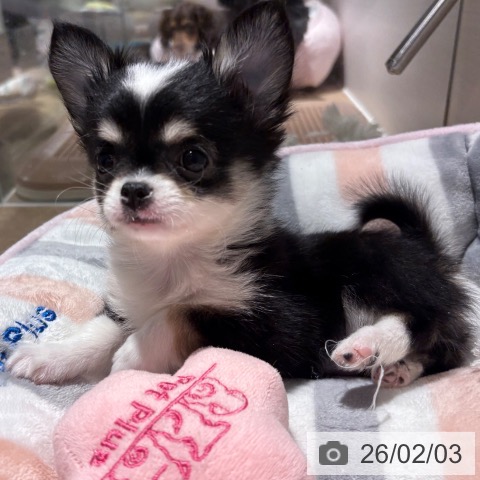 兵庫県のチワワ(ロング) (ペットプラス 神戸三宮店/2025年12月1日生まれ/女の子/ブラックタンホワイト)の子犬の3枚目の画像