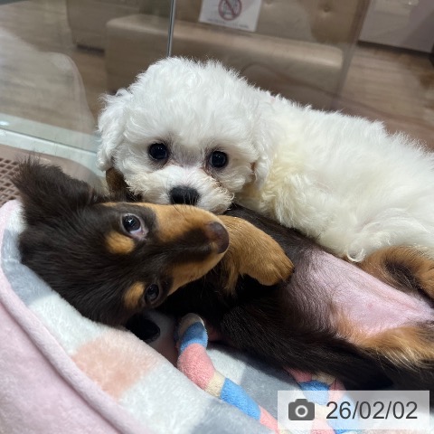 大阪府のビションフリーゼ (ペットプラス イオン大日店/2025年11月30日生まれ/男の子/ホワイト)の子犬の3枚目の画像