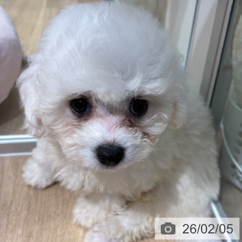 大阪府のビションフリーゼ (ペットプラス イオン大日店/2025年11月30日生まれ/男の子/ホワイト)の子犬の3枚目の画像