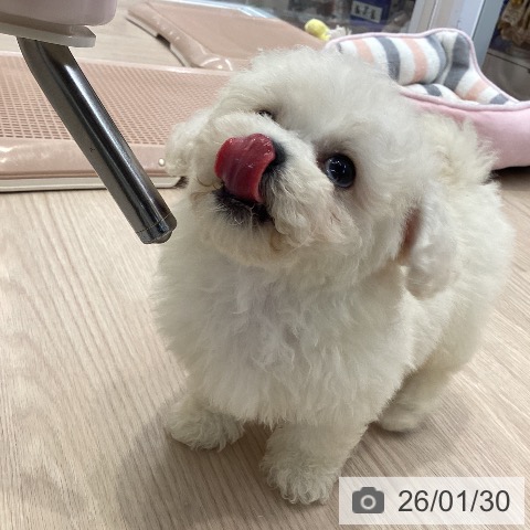 大阪府のビションフリーゼ (ペットプラス ららぽーと和泉店/2025年11月30日生まれ/女の子/ホワイト)の子犬の3枚目の画像