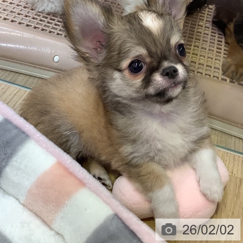 兵庫県のチワワ(ロング) (ペットプラス 明石店/2025年11月27日生まれ/男の子/フォーンホワイト)の子犬の4枚目の画像