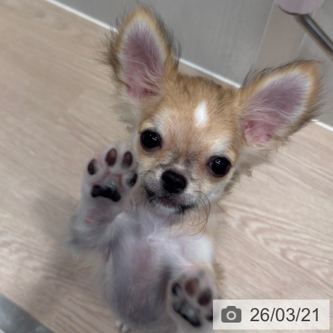 チワワの写真