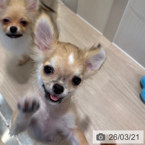 チワワの写真