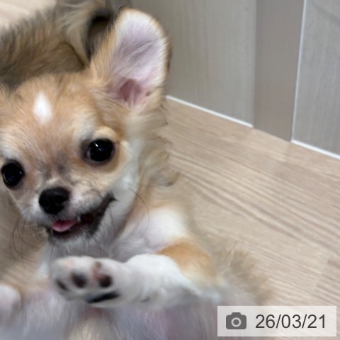 チワワの写真