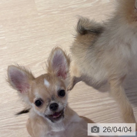 チワワの写真