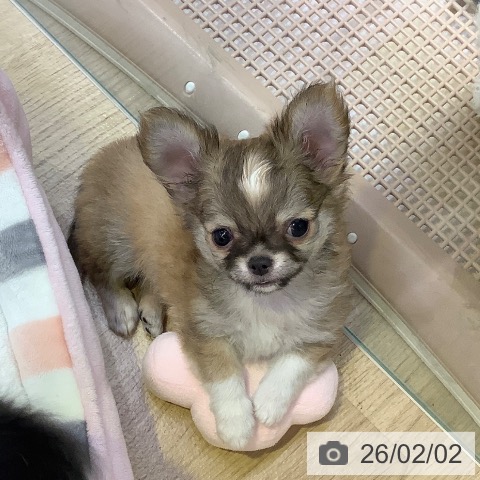 兵庫県のチワワ(ロング) (ペットプラス 明石店/2025年11月27日生まれ/男の子/フォーンホワイト)の子犬の3枚目の画像