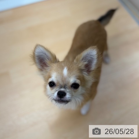 チワワの写真