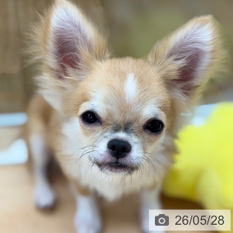 チワワの写真