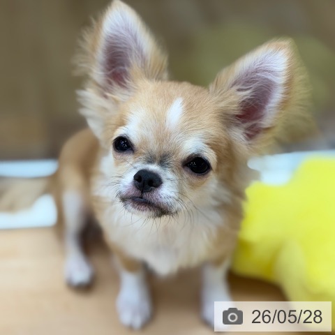 チワワの写真