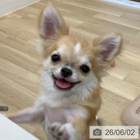 チワワの写真