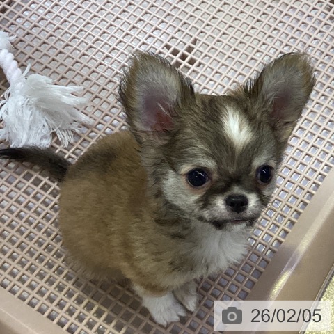 兵庫県のチワワ(ロング) (ペットプラス 明石店/2025年11月27日生まれ/男の子/フォーンホワイト)の子犬の4枚目の画像