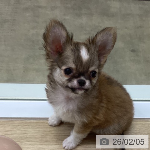 兵庫県のチワワ(ロング) (ペットプラス 明石店/2025年11月27日生まれ/男の子/フォーンホワイト)の子犬の4枚目の画像