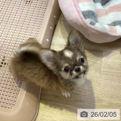 兵庫県のチワワ(ロング) (ペットプラス 明石店/2025年11月27日生まれ/男の子/フォーンホワイト)の子犬の3枚目の画像