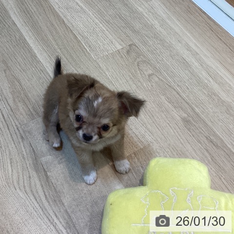 京都府のチワワ(ロング) (ペットプラス イオンモールKYOTO店/2025年11月27日生まれ/女の子/フォーンホワイト)の子犬の3枚目の画像