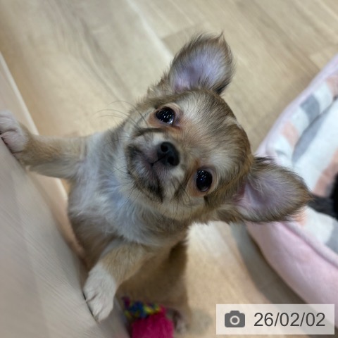 京都府のチワワ(ロング) (ペットプラス イオンモールKYOTO店/2025年11月27日生まれ/女の子/フォーンホワイト)の子犬の3枚目の画像