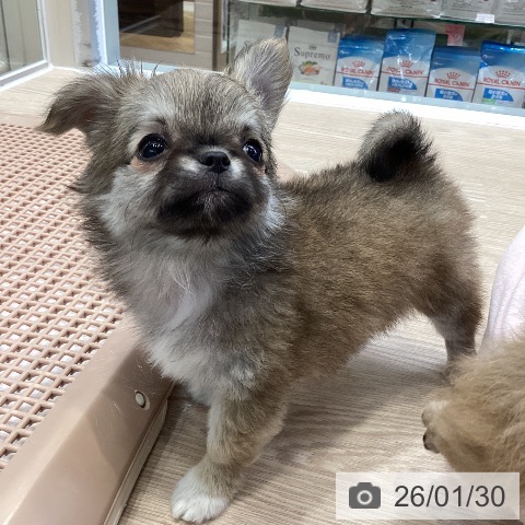 大阪府のチワワ(ロング) (ペットプラス ららぽーと和泉店/2025年11月27日生まれ/女の子/セーブル)の子犬の4枚目の画像