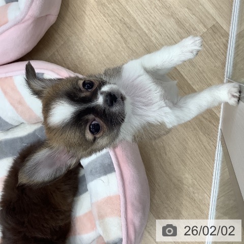 大阪府のチワワ(ロング) (ペットプラス りんくう泉南店/2025年11月20日生まれ/女の子/レッドホワイト)の子犬の3枚目の画像