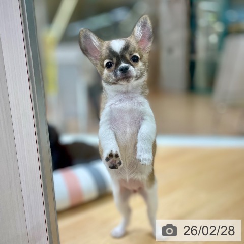 京都府のチワワ(ロング) (ペットプラス 醍醐店/2025年11月20日生まれ/女の子/レッドホワイト)の子犬の4枚目の画像