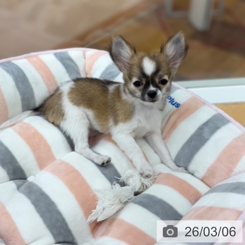 京都府のチワワ(ロング) (ペットプラス 醍醐店/2025年11月20日生まれ/女の子/レッドホワイト)の子犬の3枚目の画像