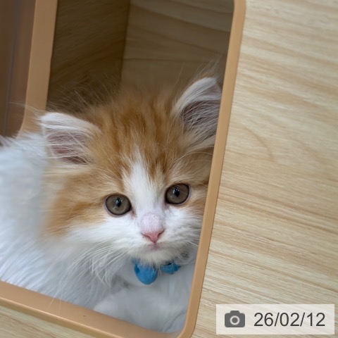 京都府のラガマフィン (ペットプラス 京都桂川店/2025年12月3日生まれ/男の子/レッドタビーホワイト)の子猫の4枚目の画像