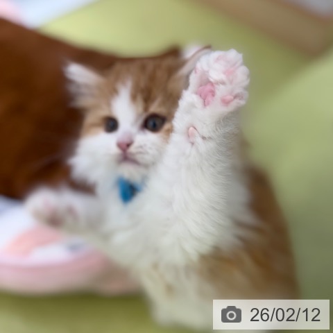 京都府のラガマフィン (ペットプラス 京都桂川店/2025年12月3日生まれ/男の子/レッドタビーホワイト)の子猫の3枚目の画像