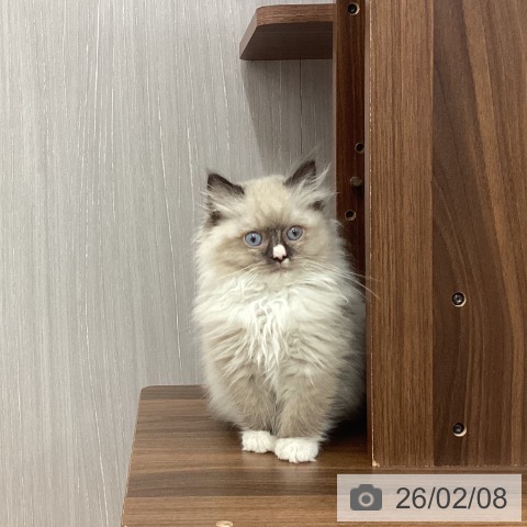 新潟県のラグドール (ペットプラス 新潟南店/2025年11月27日生まれ/男の子/シールポイントミテッド)の子猫の3枚目の画像