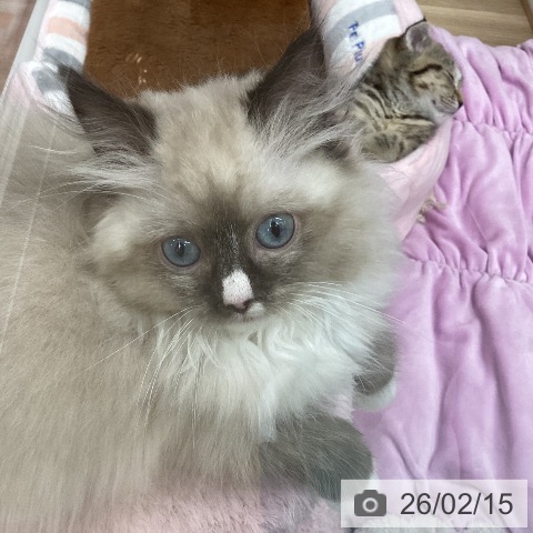 新潟県のラグドール (ペットプラス 新潟南店/2025年11月27日生まれ/男の子/シールポイントミテッド)の子猫の3枚目の画像