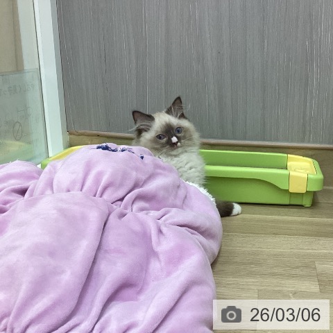 新潟県のラグドール (ペットプラス 新潟南店/2025年11月27日生まれ/男の子/シールポイントミテッド)の子猫の4枚目の画像