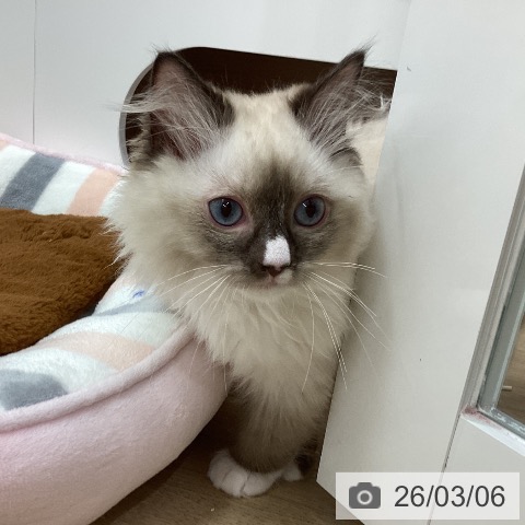 新潟県のラグドール (ペットプラス 新潟南店/2025年11月27日生まれ/男の子/シールポイントミテッド)の子猫の3枚目の画像