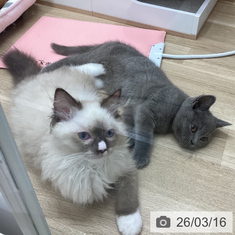新潟県のラグドール (ペットプラス 新潟青山店/2025年11月27日生まれ/男の子/シールポイントミテッド)の子猫の4枚目の画像