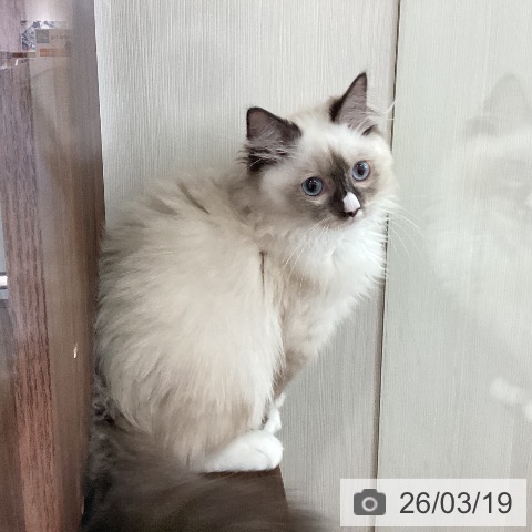 新潟県のラグドール (ペットプラス 新潟青山店/2025年11月27日生まれ/男の子/シールポイントミテッド)の子猫の3枚目の画像