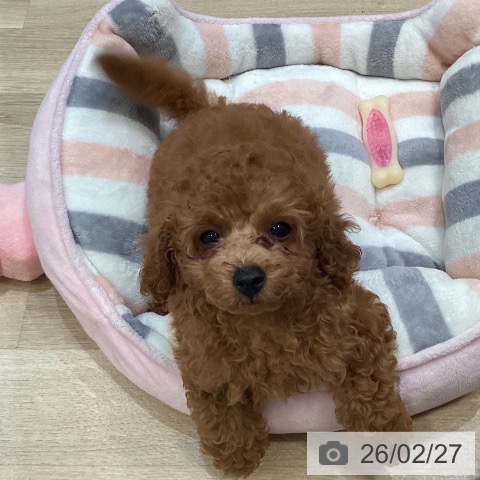 トイ・プードルの写真