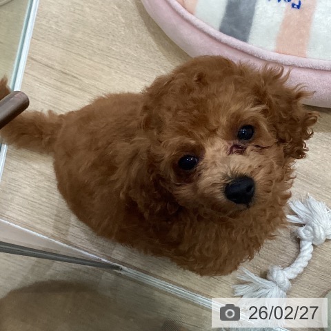 トイ・プードルの写真