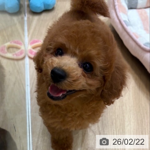 大阪府のトイプードル(トイ) (ペットプラス 堺北花田店/2025年12月3日生まれ/男の子/レッドフォーン)の子犬の3枚目の画像