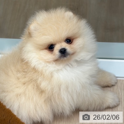 京都府のポメラニアン (ペットプラス 京都桂川店/2025年12月2日生まれ/男の子/クリーム)の子犬の3枚目の画像