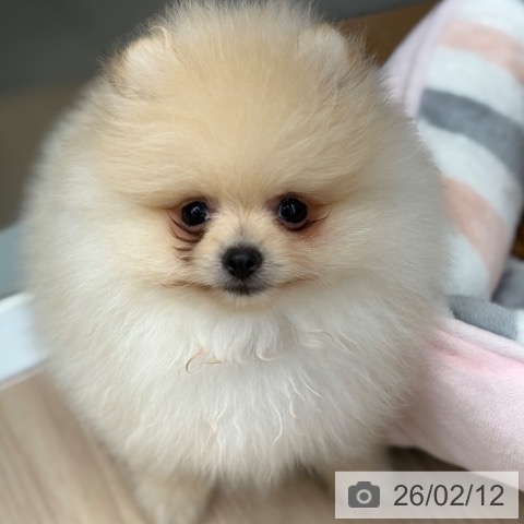 京都府のポメラニアン (ペットプラス 京都桂川店/2025年12月2日生まれ/男の子/クリーム)の子犬の3枚目の画像