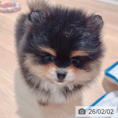 大阪府のポメラニアン (ペットプラス イオン大日店/2025年12月2日生まれ/男の子/ブラックタン)の子犬の4枚目の画像