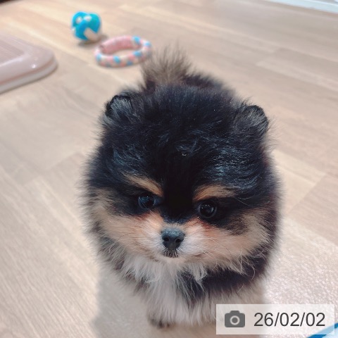 大阪府のポメラニアン (ペットプラス イオン大日店/2025年12月2日生まれ/男の子/ブラックタン)の子犬の3枚目の画像